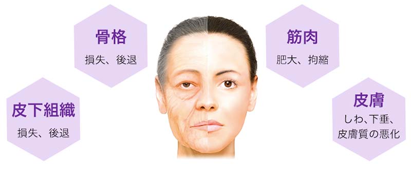 加齢による「骨格」「皮下組織」「表情」の変化